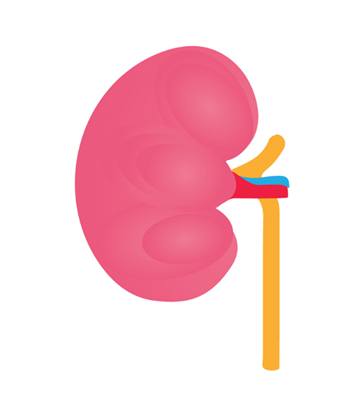 Kidney Normal Stage Image